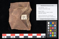 Foto (Objekt + Etikett) von Sparganium acheronticum Unger (NHMW-GEO-2024-0188-0440)